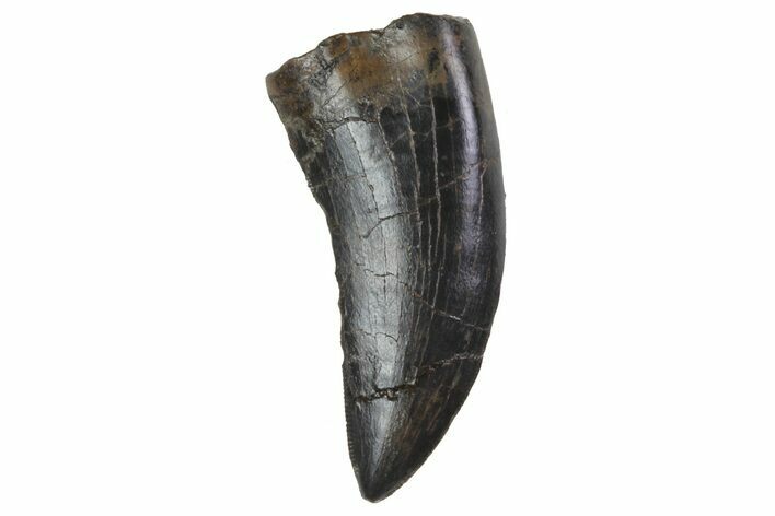 Serrated, Tyrannosaur (Nanotyrannus) Tooth - Montana #74144